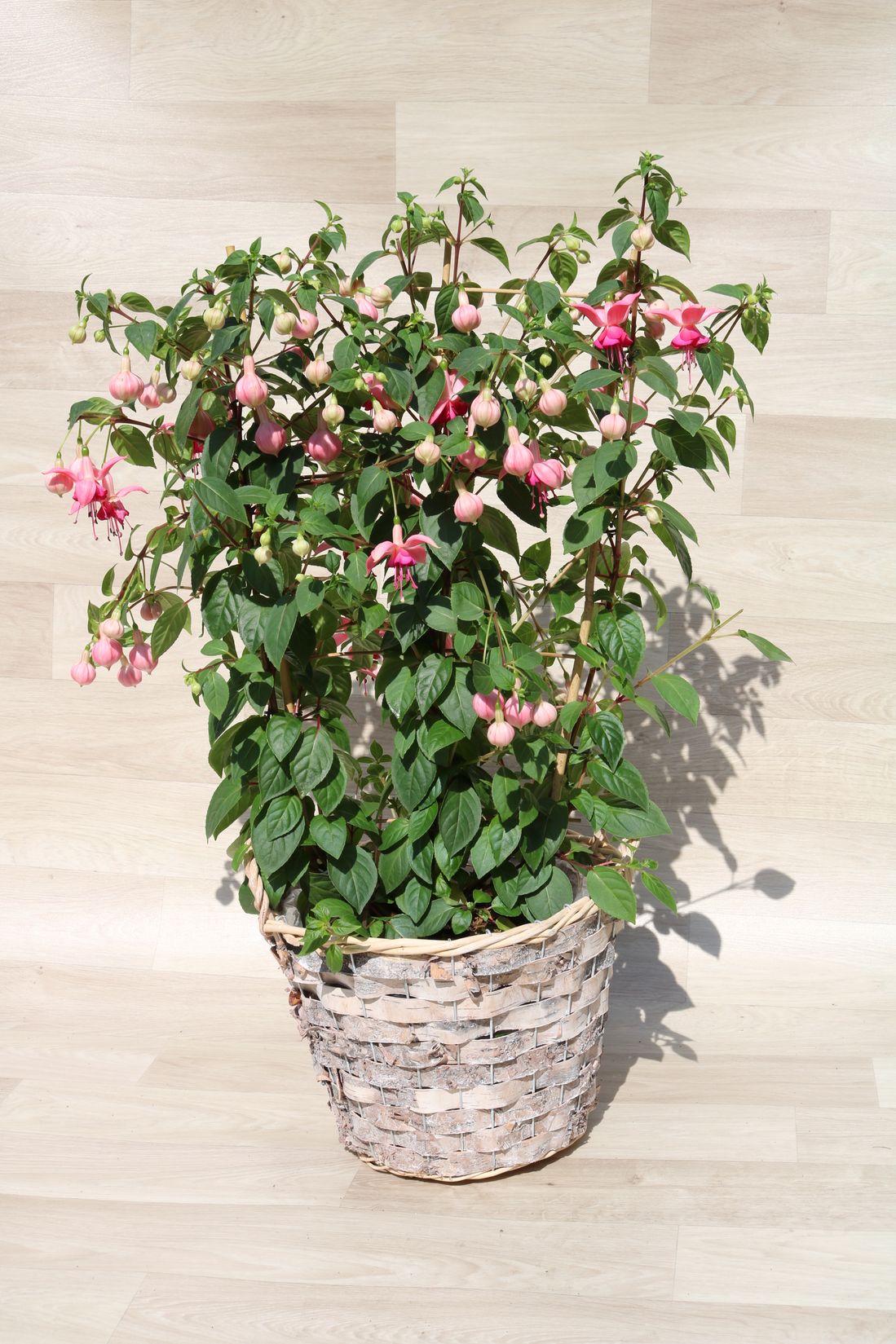 Blumen Schnack Neustadt, Tradition von 100 Jahren, Kirchhofsallee 12, 23730 Neustadt/Holstein, Friedhof, Rudolf Schnack, Joachim Schnack, Blumen, Schnittblumen, Hochzeitsfloristik, Trauerschmuck, Dekoration, Terrassenbepflanzung, Fleurop