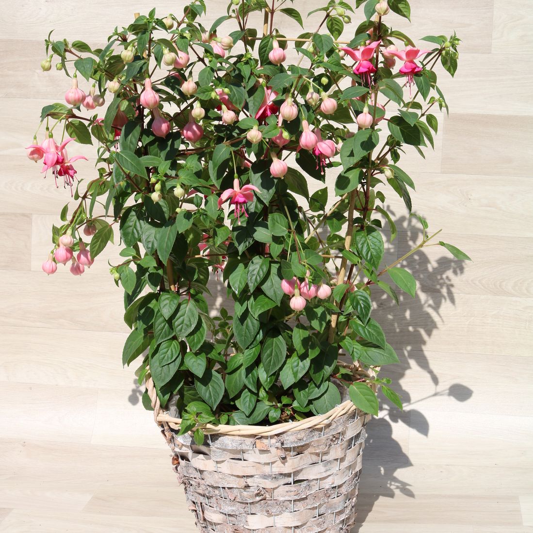 Blumen Schnack Neustadt, Tradition von 100 Jahren, Kirchhofsallee 12, 23730 Neustadt/Holstein, Friedhof, Rudolf Schnack, Joachim Schnack, Blumen, Schnittblumen, Hochzeitsfloristik, Trauerschmuck, Dekoration, Terrassenbepflanzung, Fleurop